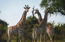 Private Tour to Aquila Game Reserve in Cape Town - see the Big5