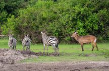 1 Day Lake Mburo National Park Safari