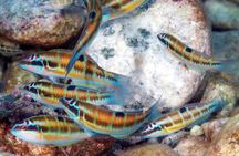  Snorkeling at Isola Bella Marine Park Taormina