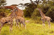 1 Day Lake Mburo National Park Safari