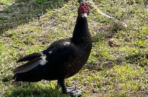 Experience Wild Florida Nature Up Close on Electric Bike (2 hrs.)