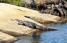 Experience Wild Florida Nature Up Close on Electric Bike (2 hrs.)