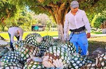 Premium Finca 18 Tequila Tour & Chocolate Pairing + Pickup Points