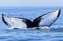 Whale watching 6 people half day