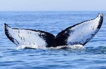 Private Tour Whale Watching - Half Day