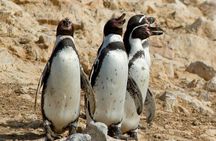 Paracas Adventure : Crossbow Islands, Buggies & Desert – Full Day