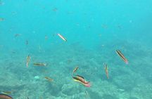 Spider Monkey & Tortuga Island Snorkeling from Tambor Costa Rica