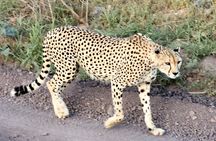 4 Days Masai Mara and Lake Nakuru Safari
