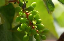 3-Hour Chateau Defay Vineyard Tour in Central America