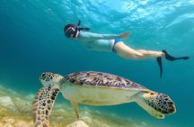 Maho Bay Turtle Snorkel with Lunch and Bar at Frenchman's Reef