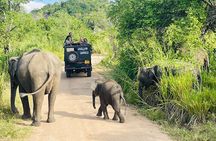 Private Polonnaruwa Ruins & safari Tour from Sigiriya/Dambulla