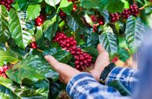 Amazing ATV and Local Coffee Farm Private Tour from Guatape
