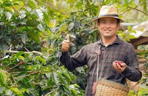 Private Coffee Tour at a Local Family Farm from Guatape