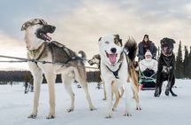 Winter Dog Sled Tour: Day or Night.