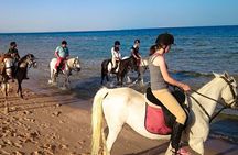 Hurghada: Arabian Desert and Sea Horseback Adventure