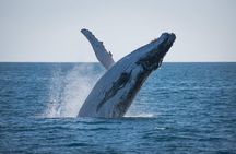 Hervey Bay: Best Value Half Day Whale Watching Cruise 