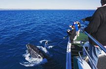 Hervey Bay: Best Value Half Day Whale Watching Cruise 