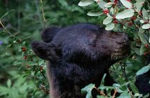 Personalized Private tour to Banff, lake Louise from Calgary