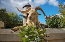 Wine Tasting in Cape's Top Three Winelands Private Tour