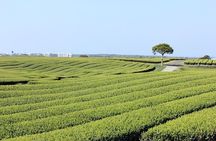 Jeju Southern UNESCO Full Day Tour with Mt.Halla