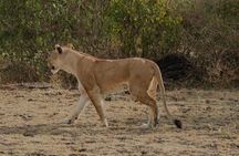 2 Day Nyerere National Park Wildlife Safari from Zanzibar