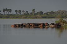 2 Day Nyerere National Park Wildlife Safari from Zanzibar