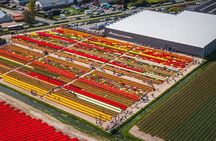 5 Hours Private Tulip Experience at Keukenhof Gardens