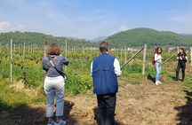 Lake Iseo & Franciacorta Winery. Scenic & Wine Tasting tour