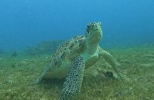 Discover Scuba and Snorkel Excursion in Charlotte Amalie