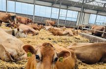 Amsterdam to Keukenhof Garden And Zaanseschans Windmills