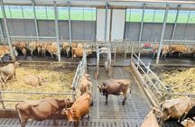 Amsterdam to Keukenhof Garden And Zaanseschans Windmills