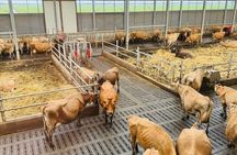 Amsterdam to Keukenhof Garden And Zaanseschans Windmills