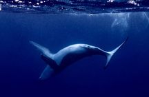 Whale watching and snorkelling in Moorea