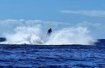 Whale watching and snorkelling in Moorea