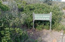 Private Excursion Cape of Good Hope and Penguins Tour
