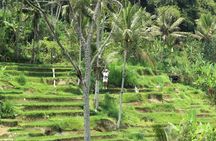 Ubud Half Day Zipline and Jungle Swing