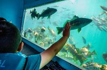 Glass Bottom Boat Ride in Redondo Beach
