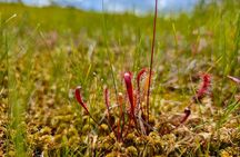 Ķemeri Great Bog Discovery With Optional Sunrise & Jūrmala Visit
