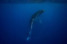Whale watching and snorkelling in Moorea