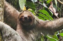 La Fortuna: Guaranteed Sloth Spotting on Private Trails
