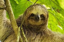 La Fortuna: Guaranteed Sloth Spotting on Private Trails