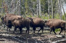 Yellowstone Full Day Private Tour Starting from Jackson Hole