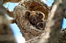Kangaroos, Koalas & Tamborine Mountain Tour from Gold Coast