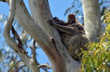 Kangaroos, Koalas & Tamborine Mountain Tour from Gold Coast