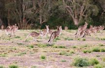 Kangaroos, Koalas & Tamborine Mountain Tour from Gold Coast