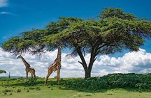 Private Tour to Crescent Island From Nairobi
