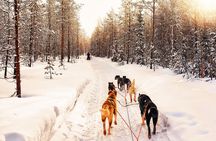 4hr Dog Sledding Trip on Finnmarksvidda