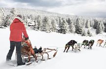 4hr Dog Sledding Trip on Finnmarksvidda