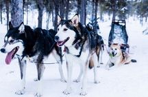 4hr Dog Sledding Trip on Finnmarksvidda