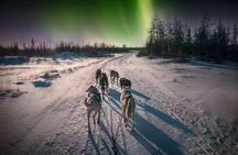 4hr Dog Sledding Tour under the Northern Lights